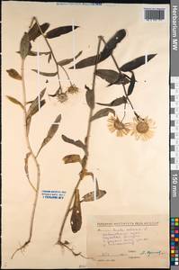 Pentanema salicinum subsp. salicinum, Siberia, Russian Far East (S6) (Russia)