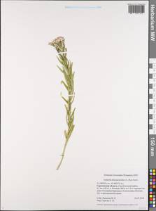 Galatella sedifolia subsp. dracunculoides (Lam.) Greuter, Eastern Europe, Lower Volga region (E9) (Russia)