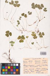 Oxalis acetosella L., Eastern Europe, Northern region (E1) (Russia)