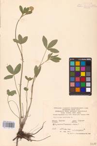 Trifolium montanum L., Eastern Europe, Central forest-and-steppe region (E6) (Russia)