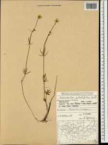 Ranunculus pedatifidus Sm., Mongolia (MONG) (Mongolia)