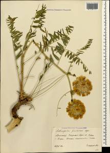 Astragalus macrocephalus subsp. finitimus (Boiss.) Chamberlain, Caucasus, Armenia (K5) (Armenia)