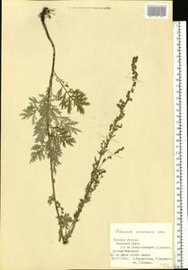 Artemisia armeniaca Lam., Eastern Europe, Central region (E4) (Russia)
