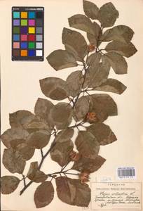 Fagus sylvatica L., Eastern Europe, West Ukrainian region (E13) (Ukraine)