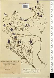 Delphinium consolida subsp. paniculatum (Host) N. Busch, Crimea (KRYM) (Russia)