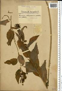 Campanula latifolia L., Eastern Europe, South Ukrainian region (E12) (Ukraine)
