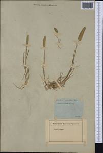 Rostraria cristata (L.) Tzvelev, Western Europe (EUR) (France)