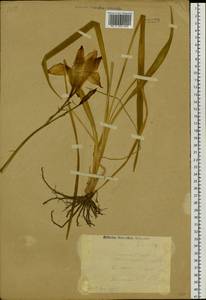 Hemerocallis lilioasphodelus L., Siberia, Western Siberia (S1) (Russia)