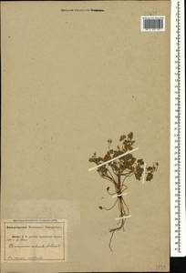 Geranium rotundifolium L., Caucasus, Abkhazia (K4a) (Abkhazia)