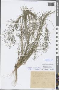 Eragrostis amurensis Prob., Eastern Europe, Central forest-and-steppe region (E6) (Russia)