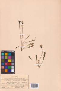 Crepis burejensis F.Schmidt, Siberia, Russian Far East (S6) (Russia)