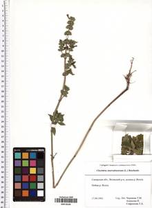 Chaiturus marrubiastrum (L.) Ehrh. ex Rchb., Eastern Europe, Middle Volga region (E8) (Russia)