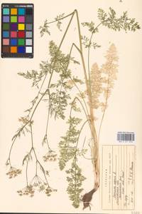 Carum carvi L., Eastern Europe, Moscow region (E4a) (Russia)