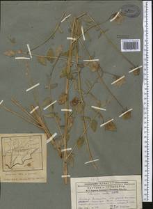 Codonopsis clematidea (Schrenk) C.B.Clarke, Middle Asia, Pamir & Pamiro-Alai (M2) (Tajikistan)