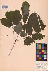 Actaea spicata L., Eastern Europe (no precise locality) (E0)