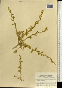 Krascheninnikovia ceratoides (L.) Gueldenst., Mongolia (MONG) (Mongolia)