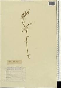 Corispermum nitidum Kit. ex Schult., Crimea (KRYM) (Russia)