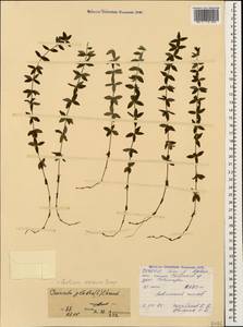 Cruciata glabra (L.) Opiz, Caucasus, North Ossetia, Ingushetia & Chechnya (K1c) (Russia)