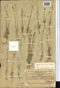 Papaver laevigatum M. Bieb., Middle Asia, Western Tian Shan & Karatau (M3) (Kazakhstan)
