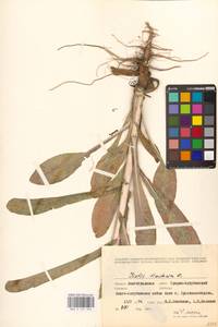 Isatis tinctoria L., Eastern Europe, Lower Volga region (E9) (Russia)