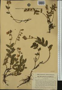 Helianthemum nummularium subsp. grandiflorum (Scop.) Schinz & Thell., Western Europe (EUR) (Austria)