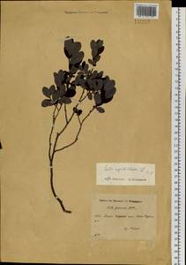 Salix myrtilloides L., Siberia, Russian Far East (S6) (Russia)