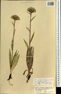 Saussurea alpina (L.) DC., Mongolia (MONG) (Mongolia)