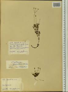 Stellaria jacutica Schischk., Siberia, Yakutia (S5) (Russia)