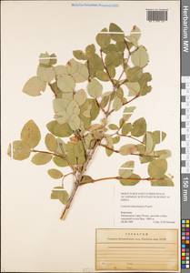 Lonicera tianshanica Pojark., Middle Asia, Western Tian Shan & Karatau (M3) (Kyrgyzstan)