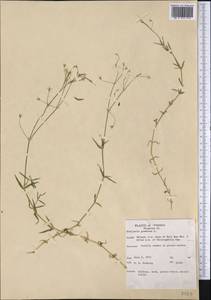 Stellaria graminea L., America (AMER) (United States)