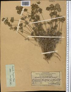 Asperula glomerata subsp. pamirica (Pobed.) Ehrend. & Schönb.-Tem., Middle Asia, Pamir & Pamiro-Alai (M2) (Kyrgyzstan)