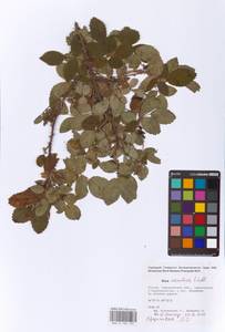 Rosa acicularis Lindl., Eastern Europe, Eastern region (E10) (Russia)