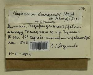 Plagiomnium drummondii (Bruch & Schimp.) T.J. Kop., Bryophytes, Bryophytes - Western Siberia (including Altai) (B15) (Russia)