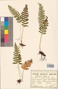 Polypodium vulgare L., Eastern Europe, Eastern region (E10) (Russia)