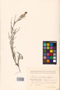 MHA 0 159 284, Linaria macroura (M. Bieb.) M. Bieb., Eastern Europe, Lower Volga region (E9) (Russia)