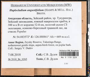 Haplocladium angustifolium (Hampe & Müll. Hal.) Broth., Bryophytes, Bryophytes - Russian Far East (excl. Chukotka & Kamchatka) (B20) (Russia)