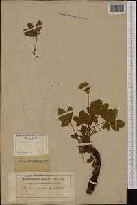 Potentilla caulescens L., Western Europe (EUR) (France)