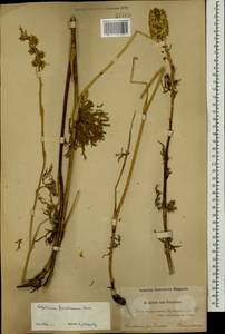 Delphinium szowitsianum Boiss., Caucasus, Azerbaijan (K6) (Azerbaijan)