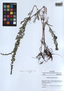 Artemisia pubescens Ledeb., Siberia, Altai & Sayany Mountains (S2) (Russia)