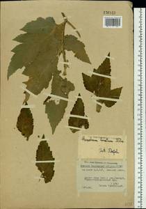 Heracleum dissectum Ledeb., Siberia, Yakutia (S5) (Russia)