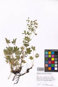 Potentilla thuringiaca Bernh. ex Link, Eastern Europe, Moscow region (E4a) (Russia)