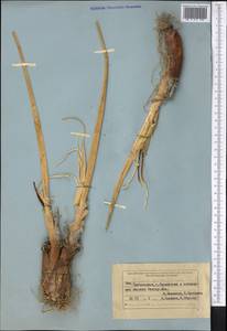 Allium galanthum Kar. & Kir., Middle Asia, Muyunkumy, Balkhash & Betpak-Dala (M9) (Kazakhstan)