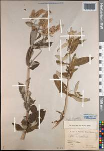 Mentha longifolia (L.) Huds., Caucasus, Armenia (K5) (Armenia)