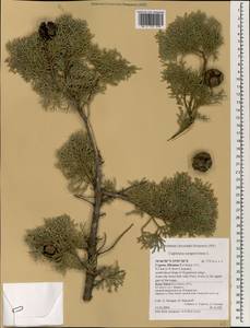 Cupressus sempervirens L., South Asia, South Asia (Asia outside ex-Soviet states and Mongolia) (ASIA) (Cyprus)