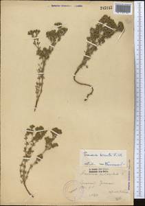 Frankenia hirsuta L., Middle Asia, Pamir & Pamiro-Alai (M2) (Uzbekistan)