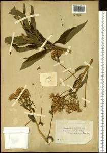 Senecio nemorensis L., Siberia, Baikal & Transbaikal region (S4) (Russia)