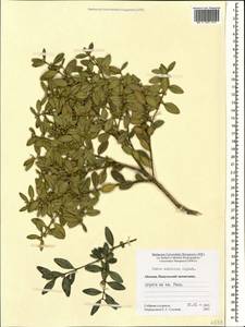 Buxus sempervirens L., Caucasus, Abkhazia (K4a) (Abkhazia)