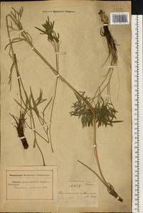 Peucedanum ruthenicum M. Bieb., Eastern Europe, North Ukrainian region (E11) (Ukraine)