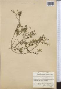Astragalus oxyglottis Stev. ex M. Bieb., Middle Asia, Caspian Ustyurt & Northern Aralia (M8) (Kazakhstan)