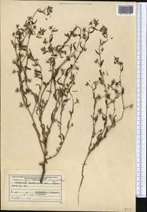 Pseudoheterocaryum szovitsianum (Fisch. & C. A. Mey.) Kaz. Osaloo & Saadati, Middle Asia, Muyunkumy, Balkhash & Betpak-Dala (M9) (Kazakhstan)